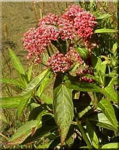 2704_ASCLINC_20 thumbnail