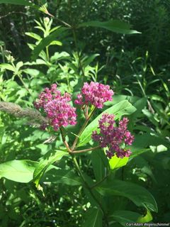 2704_ASCLINC_500 thumbnail