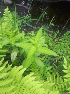 2704_ASCLINC_510 thumbnail