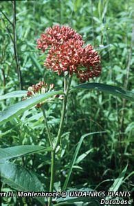 2707_ASCLPUR thumbnail