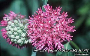 2707_ASCLPUR_2 thumbnail