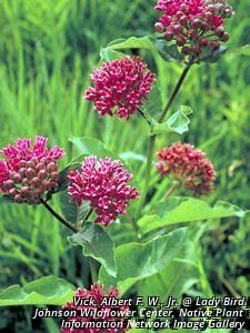 2707_ASCLPUR_3 thumbnail