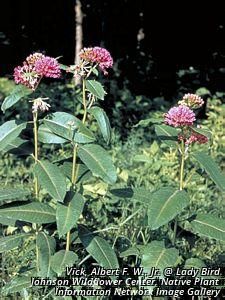 2707_ASCLPUR_4 thumbnail