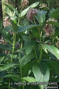 2709_ASCLSPE thumbnail