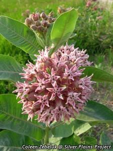 2709_ASCLSPE_3 thumbnail