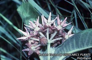 2709_ASCLSPE_5 thumbnail