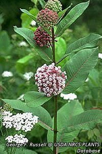 2711_ASCLSYR thumbnail