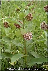 2711_ASCLSYR_18 thumbnail