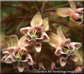 2711_ASCLSYR_19 thumbnail