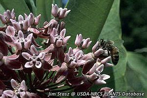 2711_ASCLSYR_3 thumbnail