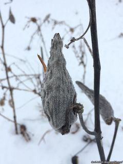 2711_ASCLSYR_500 thumbnail