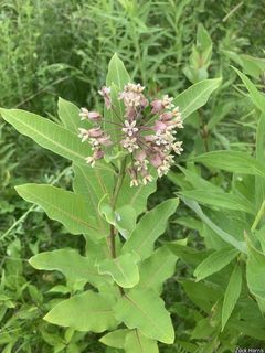 2711_ASCLSYR_501 thumbnail