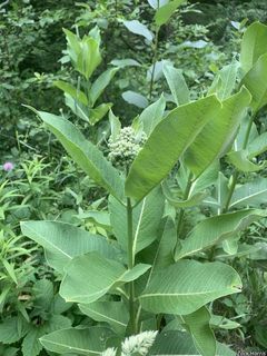 2711_ASCLSYR_502 thumbnail