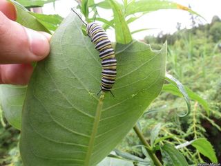 2711_ASCLSYR_525 thumbnail