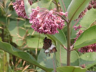 2711_ASCLSYR_527 thumbnail