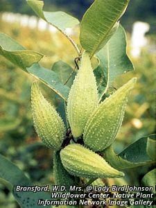 2711_ASCLSYR_6 thumbnail