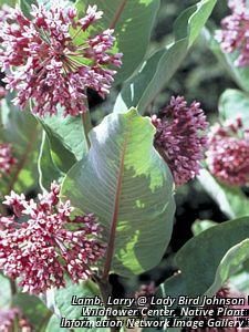 2711_ASCLSYR_7 thumbnail