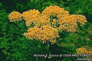 2713_ASCLTUB thumbnail