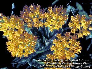 2713_ASCLTUB_10 thumbnail