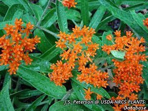 2713_ASCLTUB_2 thumbnail