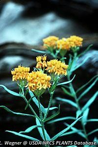 2713_ASCLTUB_4 thumbnail