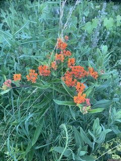 2713_ASCLTUB_500 thumbnail