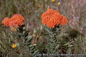 2713_ASCLTUB_6 thumbnail