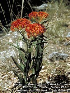 2713_ASCLTUB_8 thumbnail