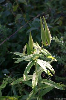 2713_ASCLTUB_800 thumbnail