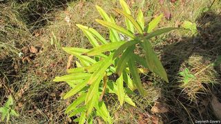 2713_ASCLTUB_801 thumbnail