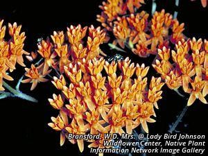 2713_ASCLTUB_9 thumbnail