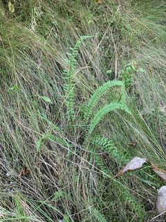 2751_ASPLPLA_500 thumbnail