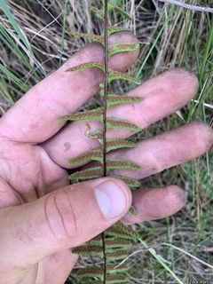 2751_ASPLPLA_501 thumbnail