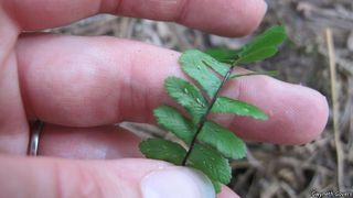 2751_ASPLPLA_803 thumbnail