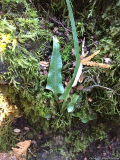 2752_ASPLRHI_504 thumbnail