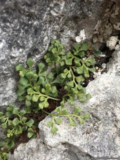 2754_ASPLRUT_500 thumbnail