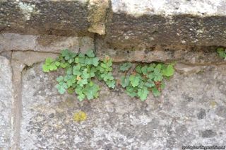 2754_ASPLRUT_501 thumbnail