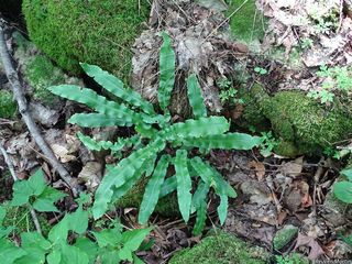 2756_ASPLSCO_500 thumbnail