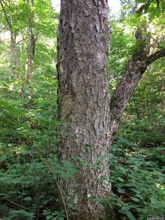 3685_BETUALL_504 thumbnail