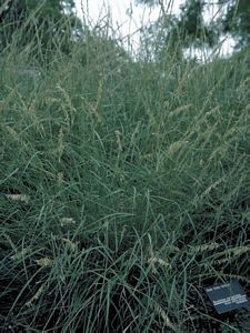 7441_BOUTCUR thumbnail