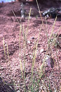 7441_BOUTCUR_4 thumbnail