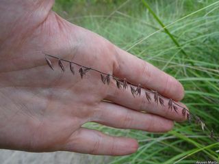 7441_BOUTCUR_503 thumbnail