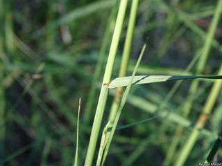 7441_BOUTCUR_507 thumbnail