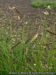 7442_BOUTGRA_4 thumbnail