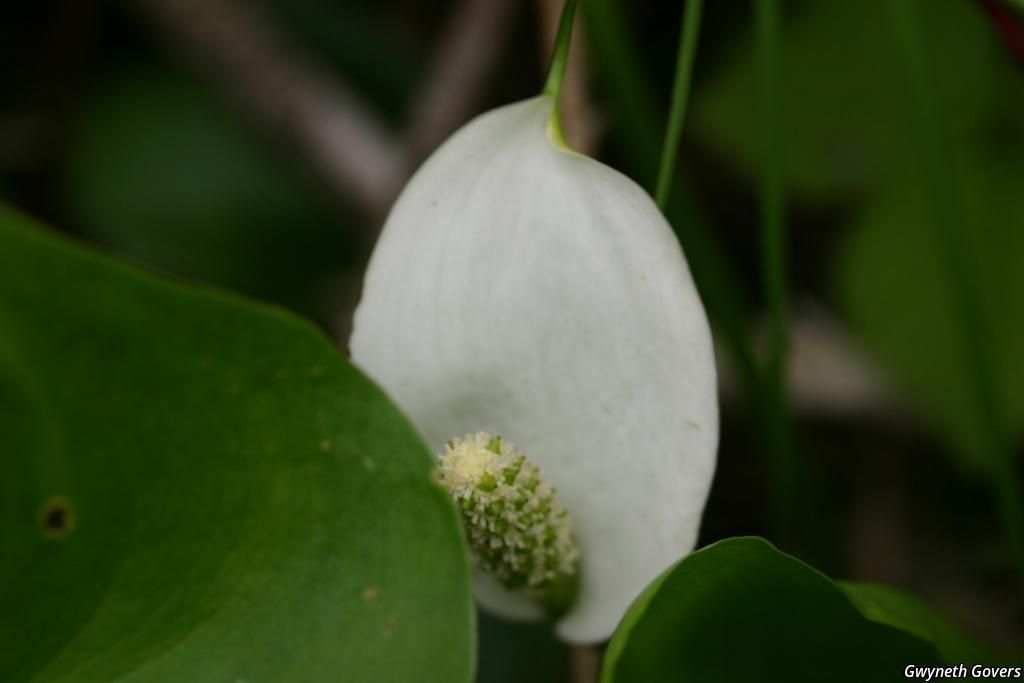 Wild Calla