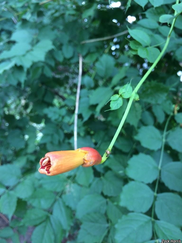 Trumpet Creeper