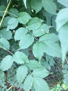 3728_CAMPRAD_500 thumbnail