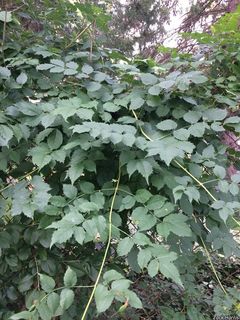 3728_CAMPRAD_502 thumbnail