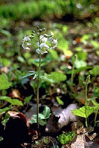 3951_CARDDIP_4 thumbnail