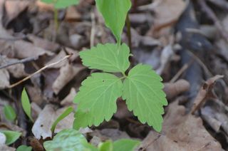 3951_CARDDIP_502 thumbnail